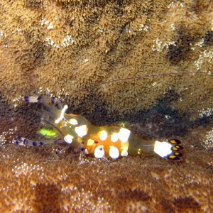 Amber Shrimp