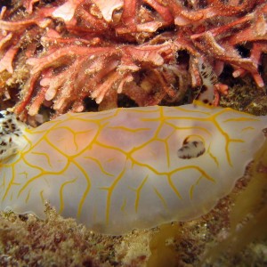 Nudibranch Yellow Striated