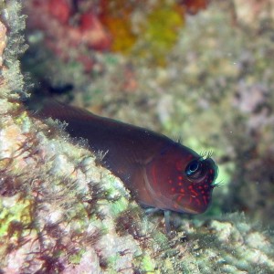 Red Streaked Goby