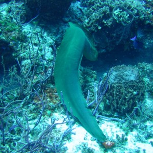 10ft_Moray_eel-back