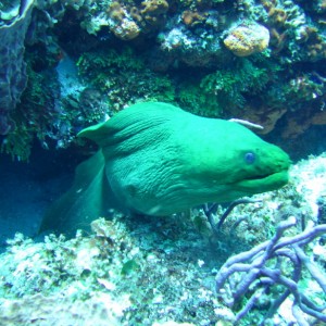 10Ft_Moray_eel-front