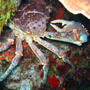 Big_Crab