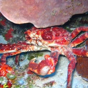 Big_Crab2