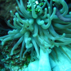 Sea_anemone_and_hand