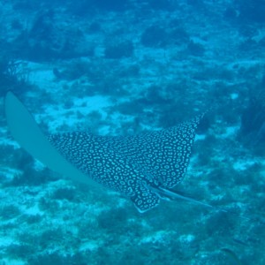 Spotted_Eagle_Ray
