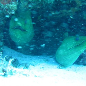 Two_Moray_eels