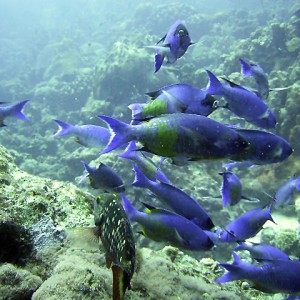 Blue Wrassessssss