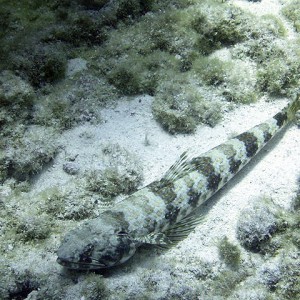 Lizardfish