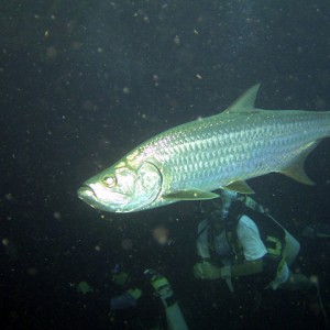 Tarpon at the Hilma