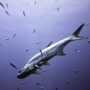 Tarpon on Patrol