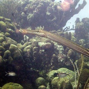 Trumpetfish