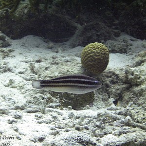 Jerry_s_Reef_41