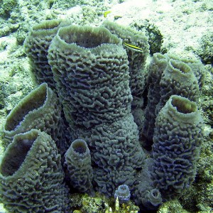 Jerry_s_Reef_43