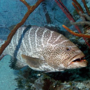 Tiger Grouper