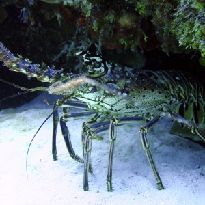 Lobster - Cozumel July 2005