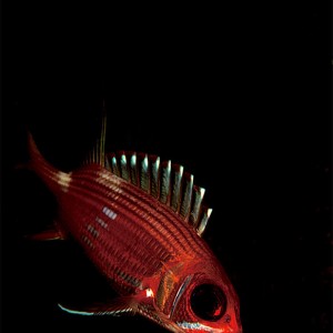 Squirrelfish