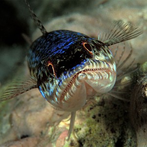 Lizardfish