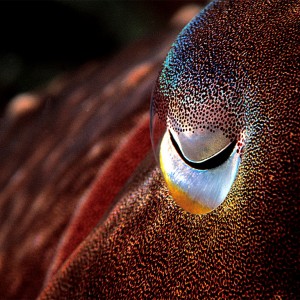 Cuttle up close