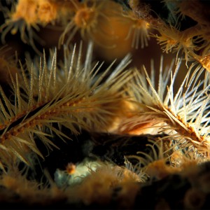 Yellow brittle/polyps