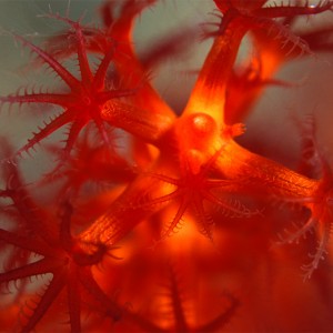 Red polyps