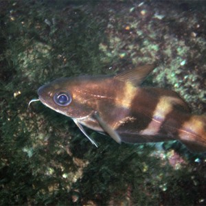 Trisopterus luscus