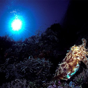 Cuttlefish and sunburst