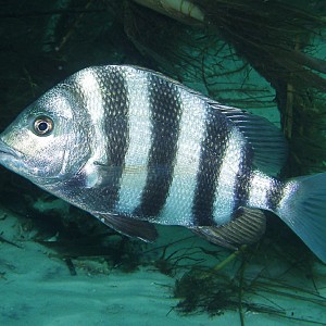 Sheepshead - Destin bridge