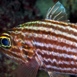 Large Tooth Cardinalfish