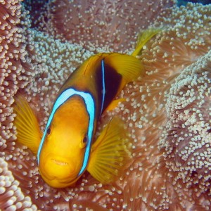 Orangfin Anemonefish