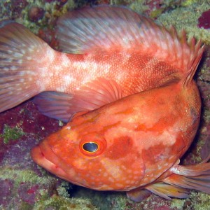 Strawberry Grouper