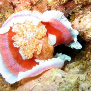 Nudibranch - Beautiful, but he was on the way into a hole.