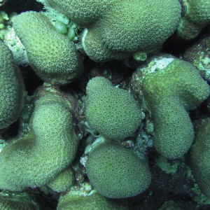 Coral Head