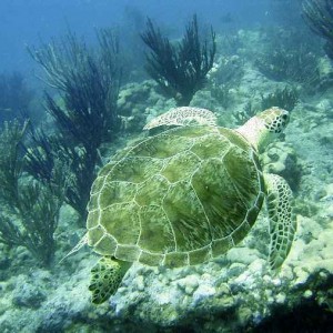 Green sea turtle at Looe KEy