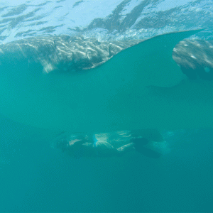 Holbox Whale Sharks