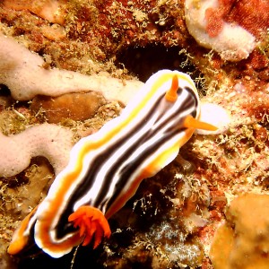 Another nudi