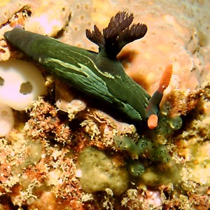 Green nudibranch