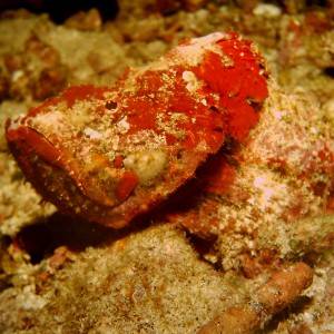 Red stone- or scorpionfish