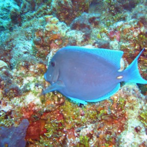 Blue Tang