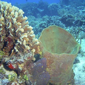 Coral and Sponge