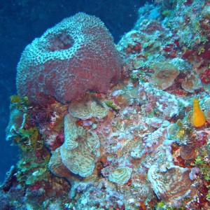 Coral Formation