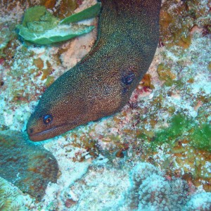 Eel