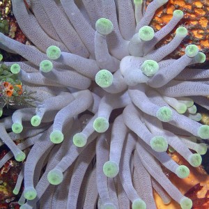 Anemone