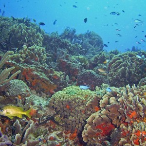 Reef Scene