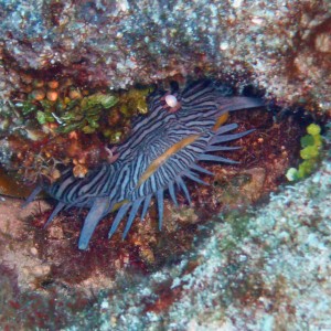 Splendid Toadfish