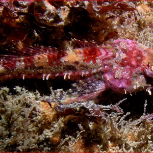 Scalyhead Sculpin