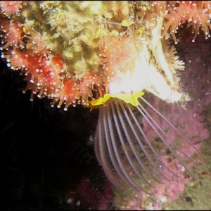 Giant Acorn Barnacle