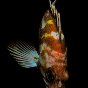 Copper/Gopher Rockfish