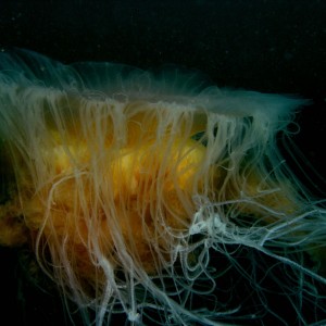 Egg-Yolk Jelly