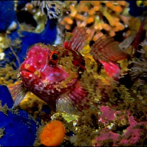 Scalyhead (?) sculpin