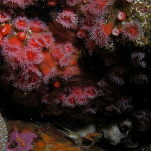 Strawberry Anemones